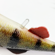 4d perch bulk 1.jpg