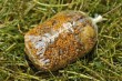 Korda-SOLIDZ-PVA-BAG-L-85x110mm-20szt-InfinityCarp.pl-Sklep-Premium-dla-Karpiarzy-2.jpg
