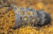 Koszyk-Preston-Hexmesh-Plastic-Bullet-Feeder-L-40g-Model-P0050136.jpg