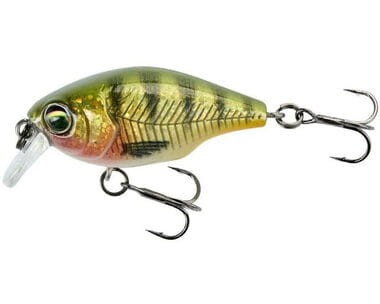 Petit holo perch.jpg